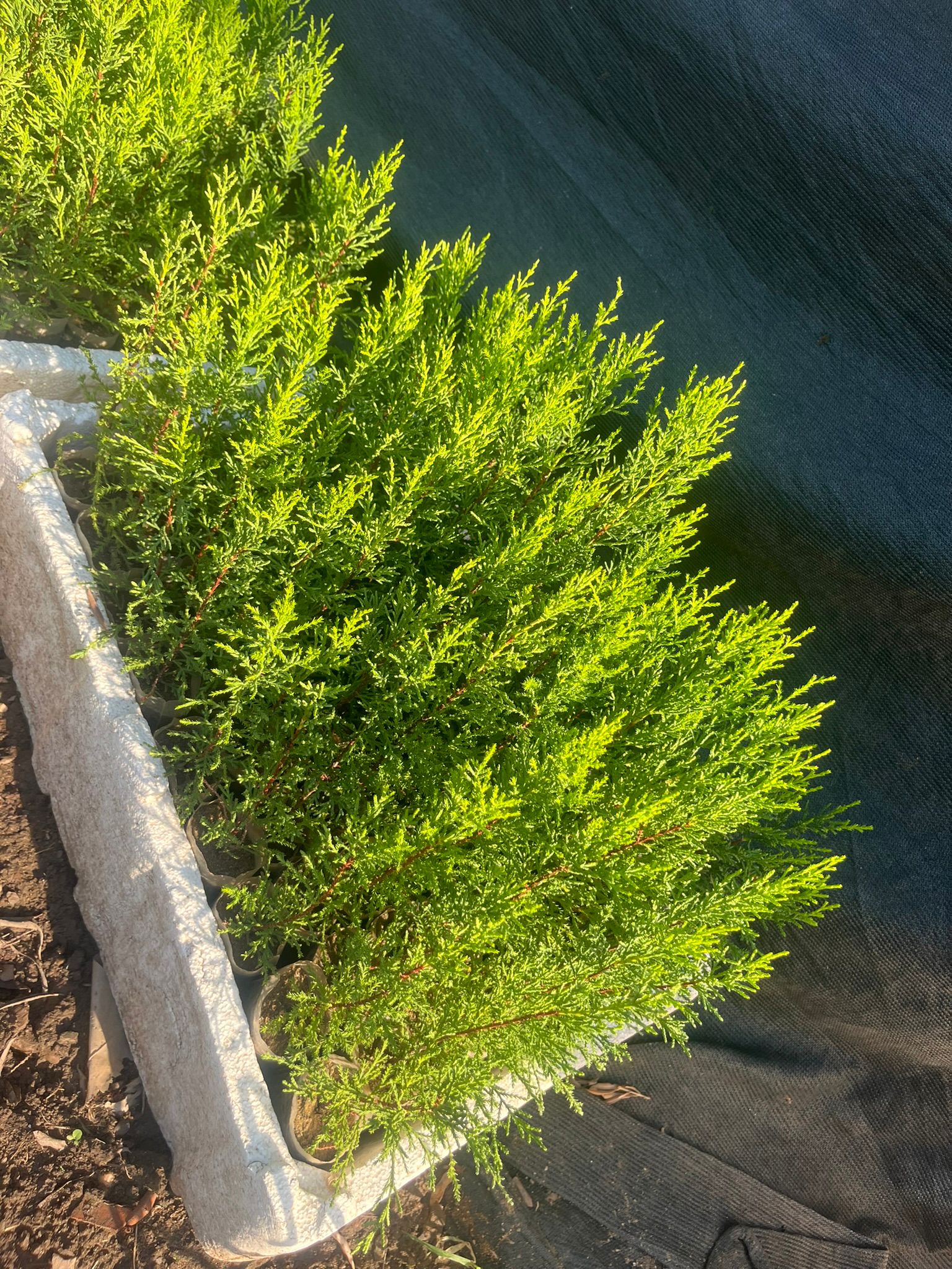 Almina Çiçekçilik 